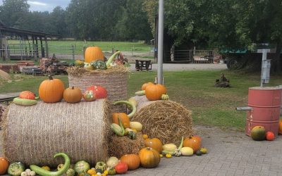 Die Kürbissaison 2025 startet